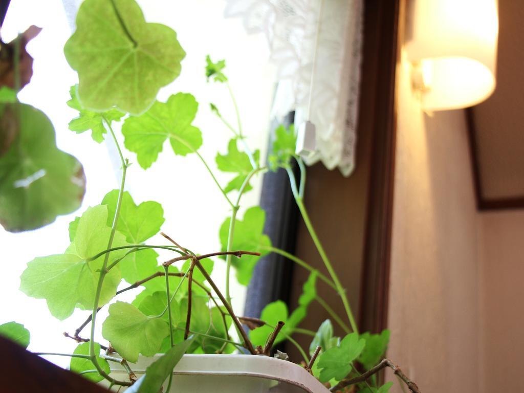 Pension Morinokaze ฮาคุบะ ภายนอก รูปภาพ